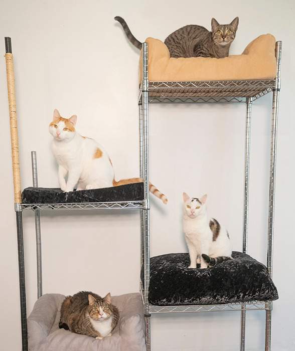 ace hearts photography cat nyc